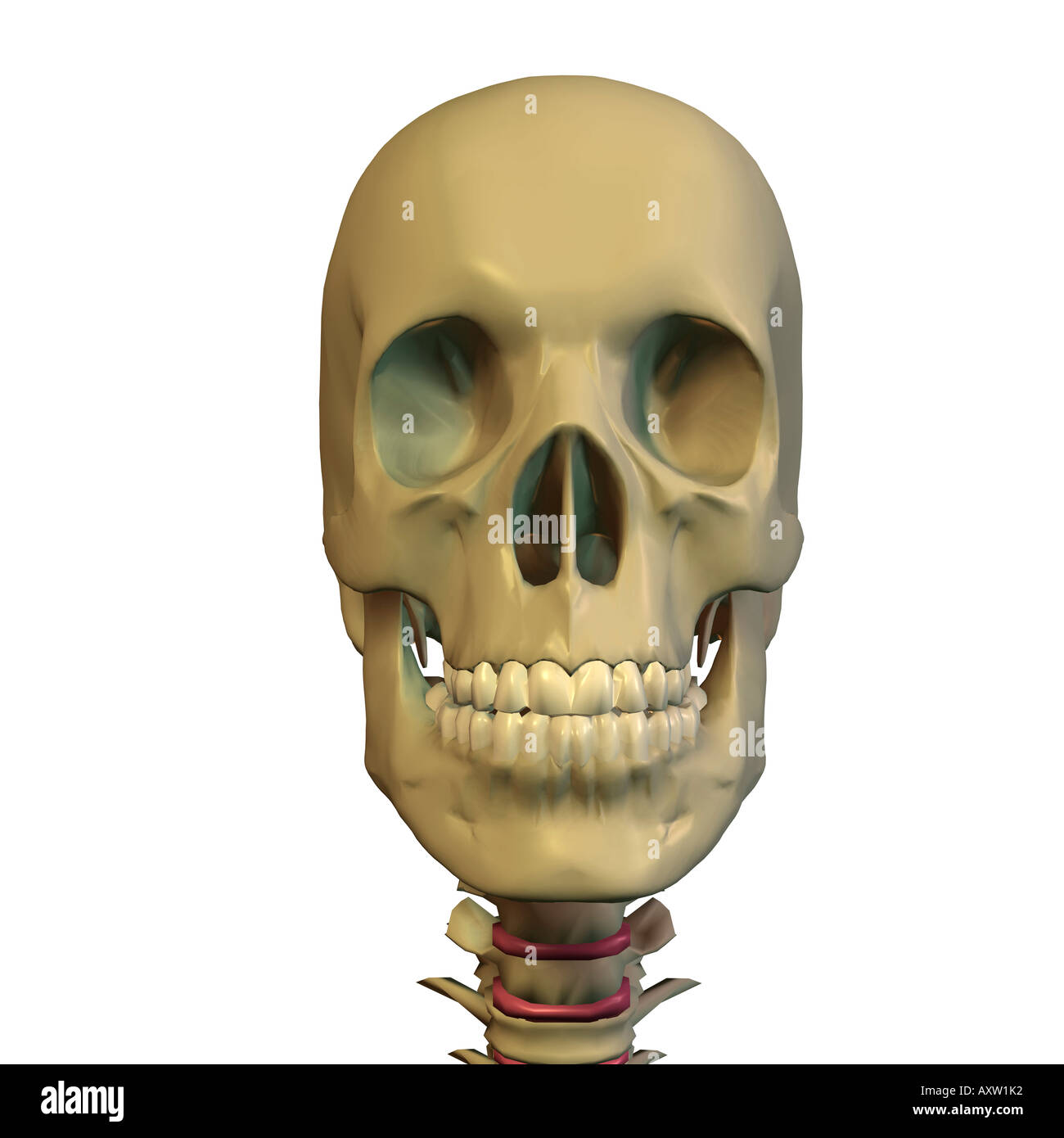 Close-up d'un crâne humain Banque D'Images