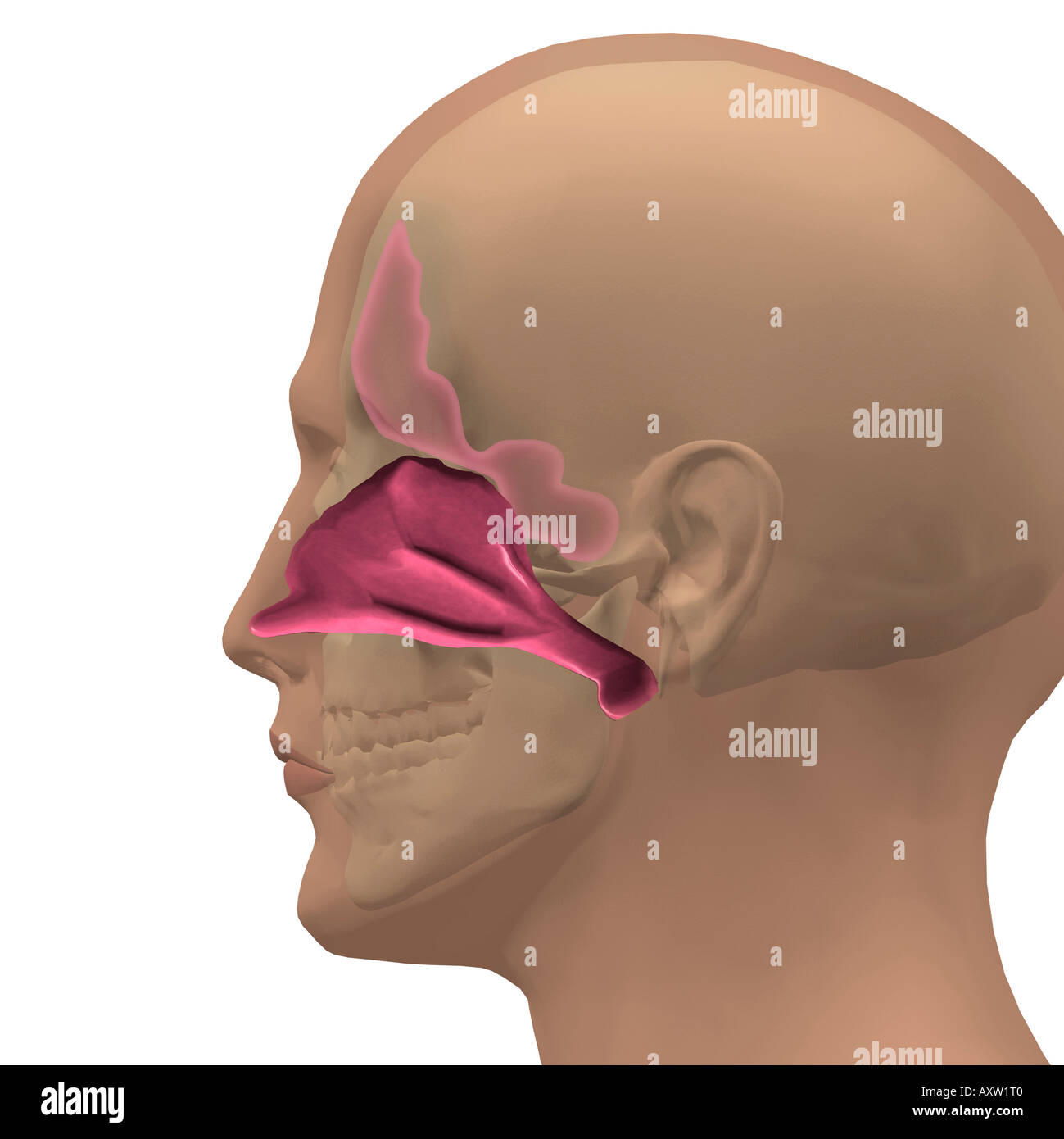 La cavité nasale Banque D'Images