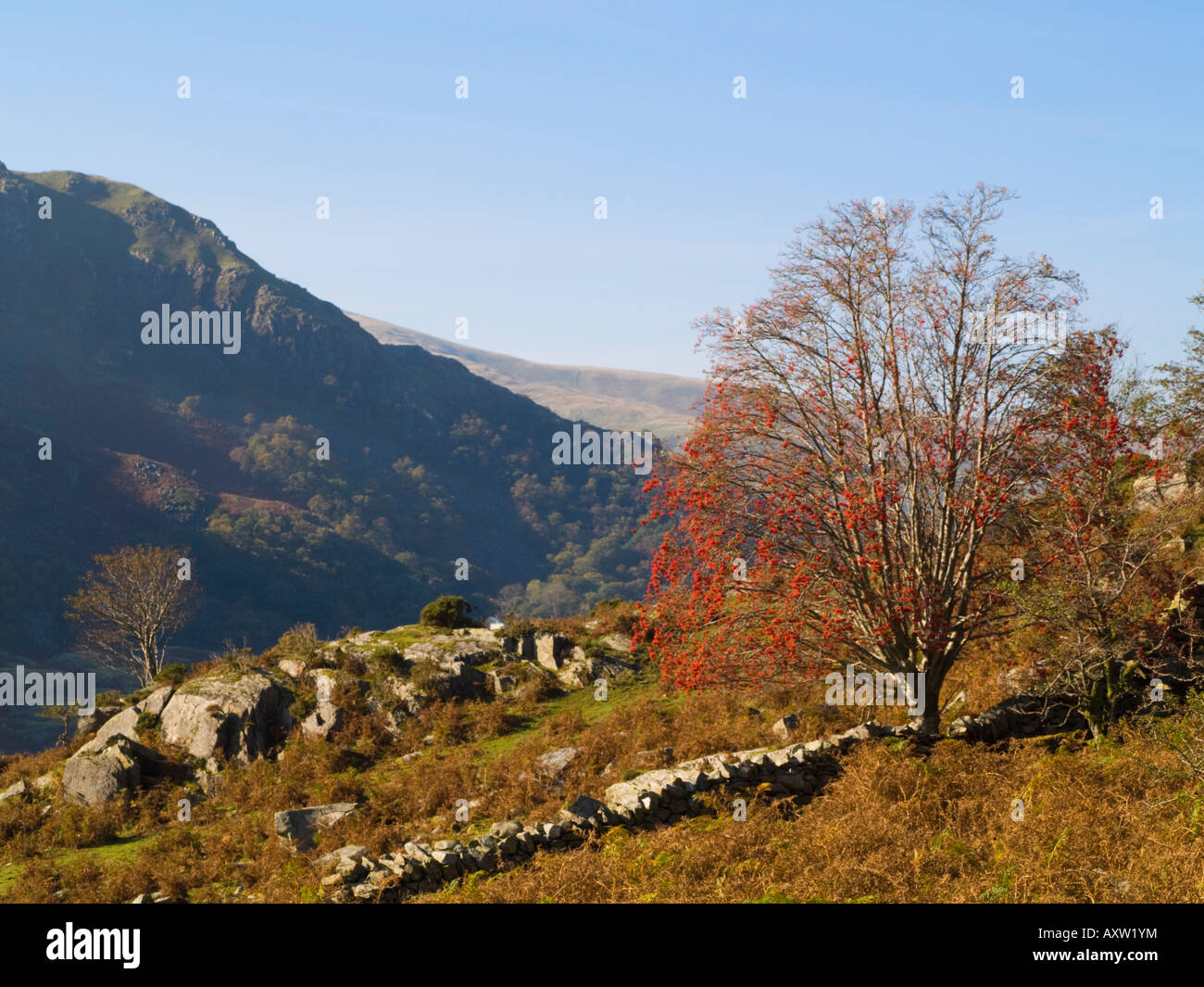 Rowan Tree aux fruits rouges sur la montagne en automne dans le parc national de Snowdonia au-dessus de Nant Peris Gwynedd au nord du Pays de Galles Royaume-uni Grande-Bretagne Banque D'Images