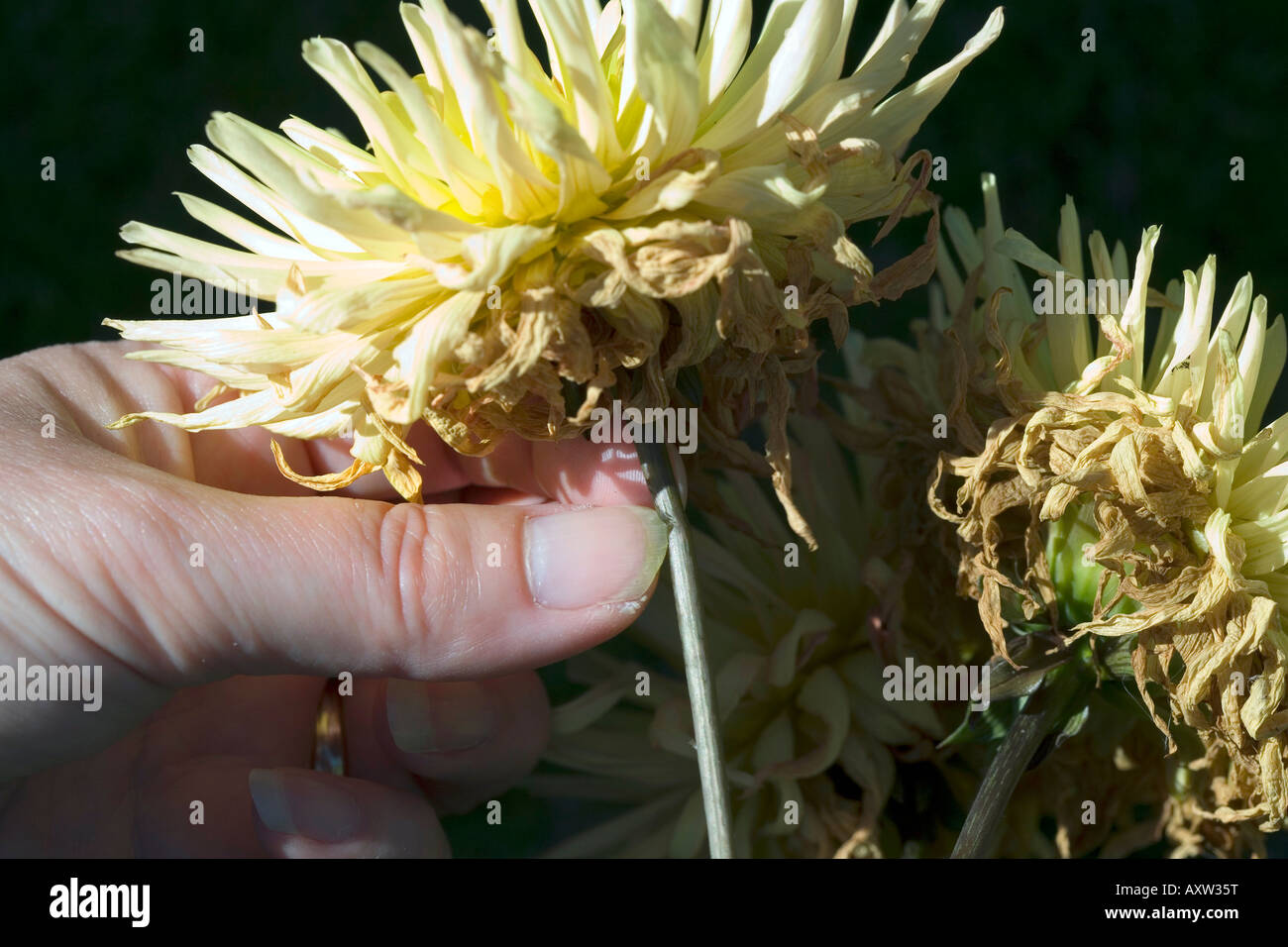 Libre de morts à la tête d'un hybride À LA FRONTIÈRE AVEC DAHLIA JAUNE ET ORANGE. Banque D'Images