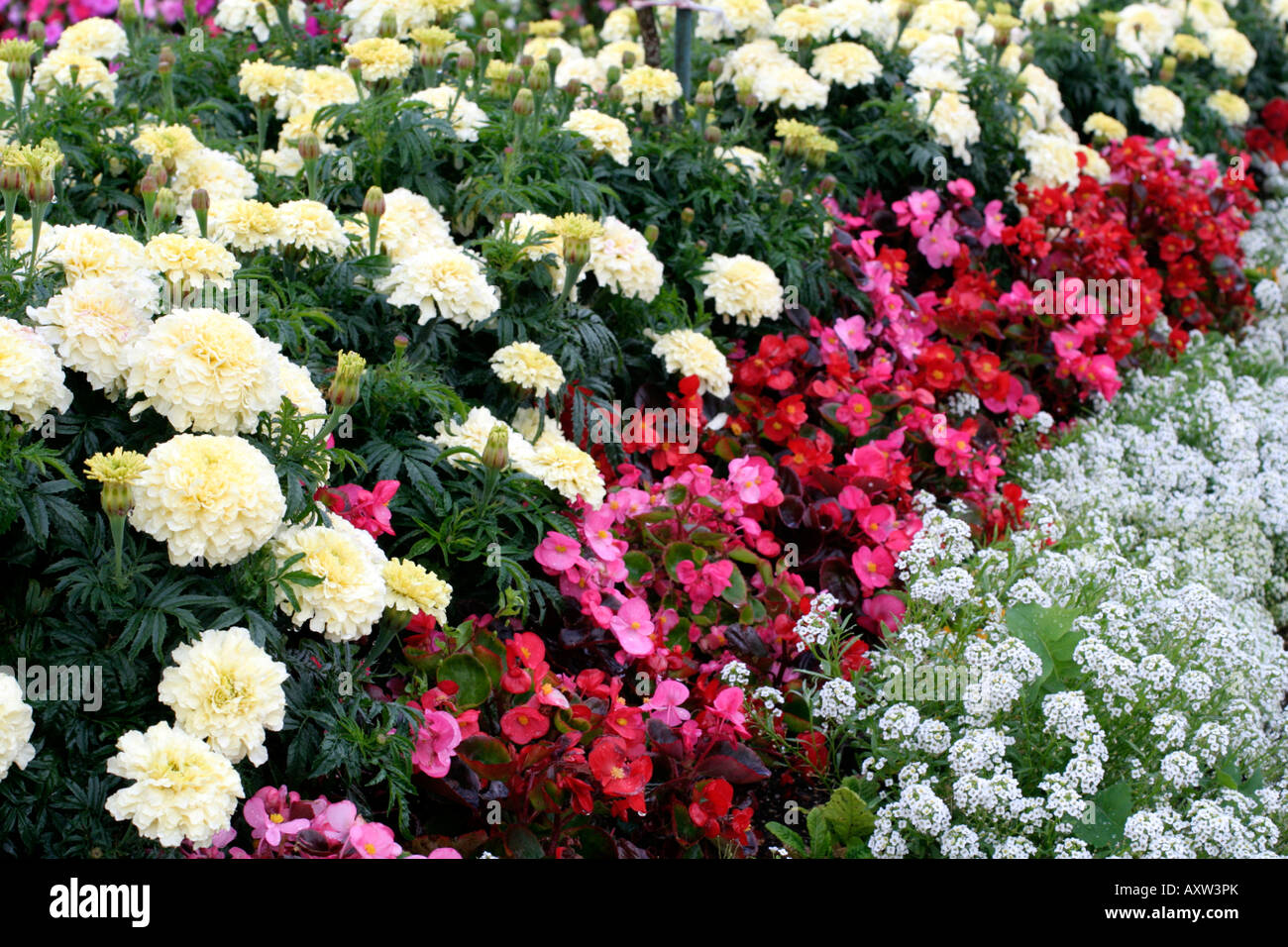 Avec une literie traditionnelle africaine VANILLE TAGETES TAGETE BEGONIA SEMPERFLORENS ET LOBULARIA SWEET ALYSSUM Banque D'Images