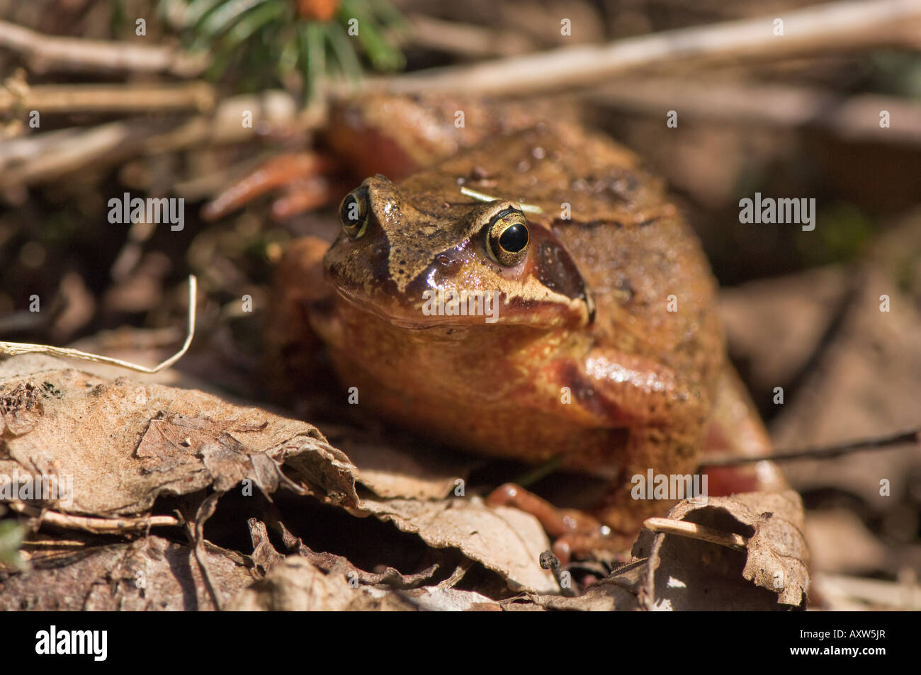 Moor frog (Rana arvalis) Banque D'Images