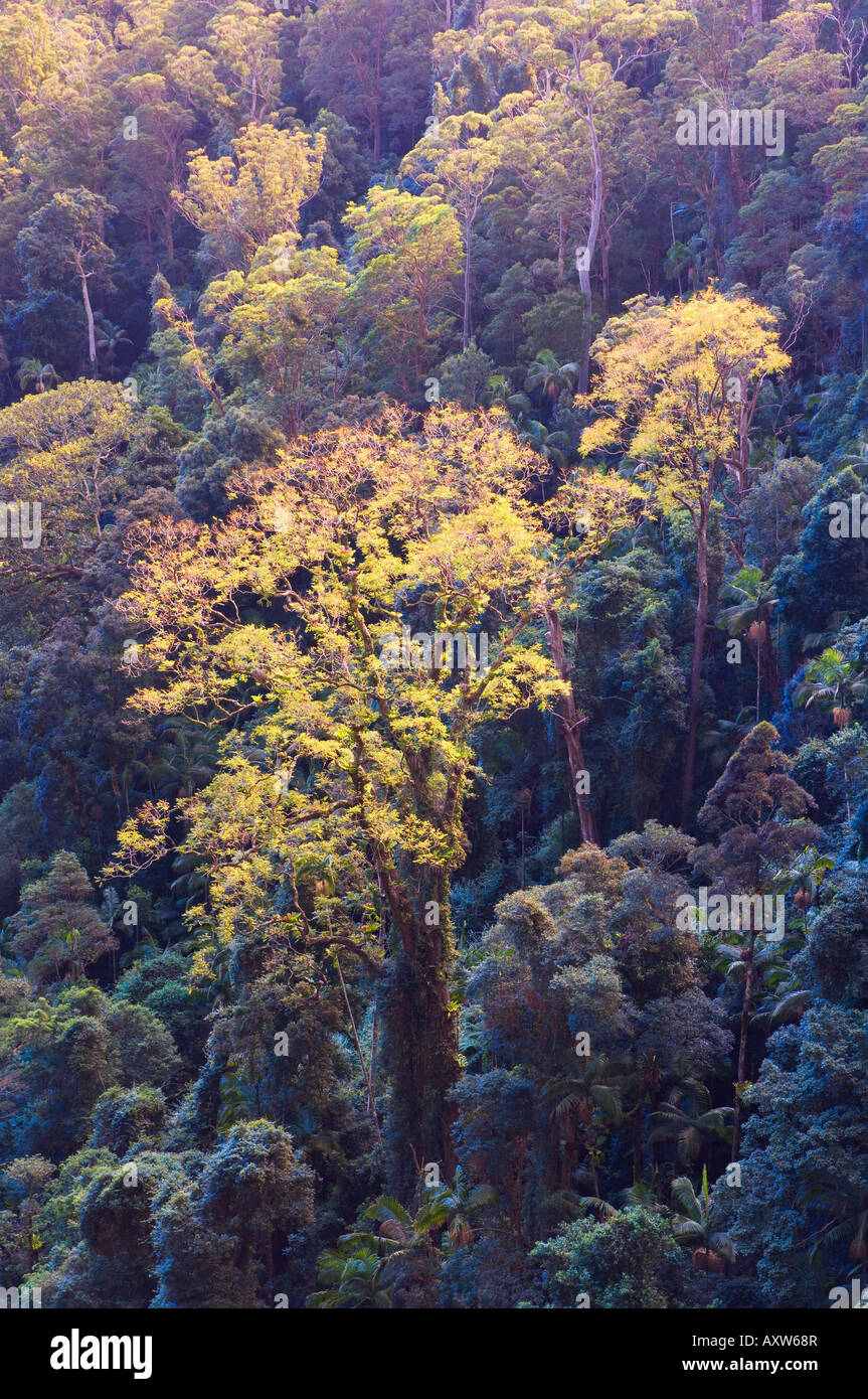 La canopée de la forêt tropicale, Parc National de Springbrook, UNESCO World Heritage Site, Queensland, Australie, Pacifique Banque D'Images