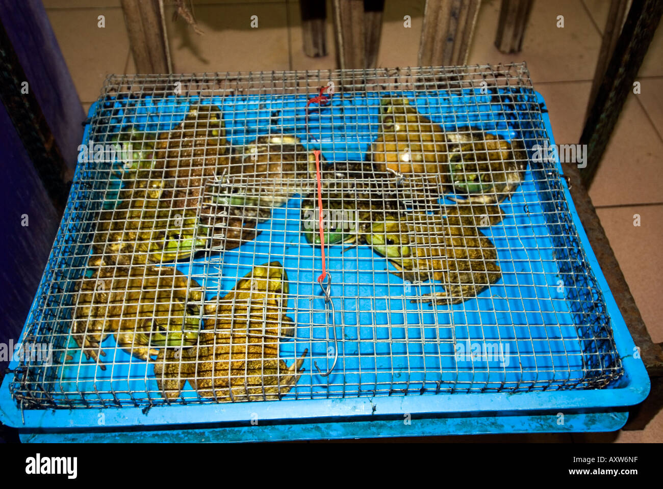 Cage avec grand salon pour les grenouilles d'être manger au restaurant Little India Asie SINGAPOUR Banque D'Images