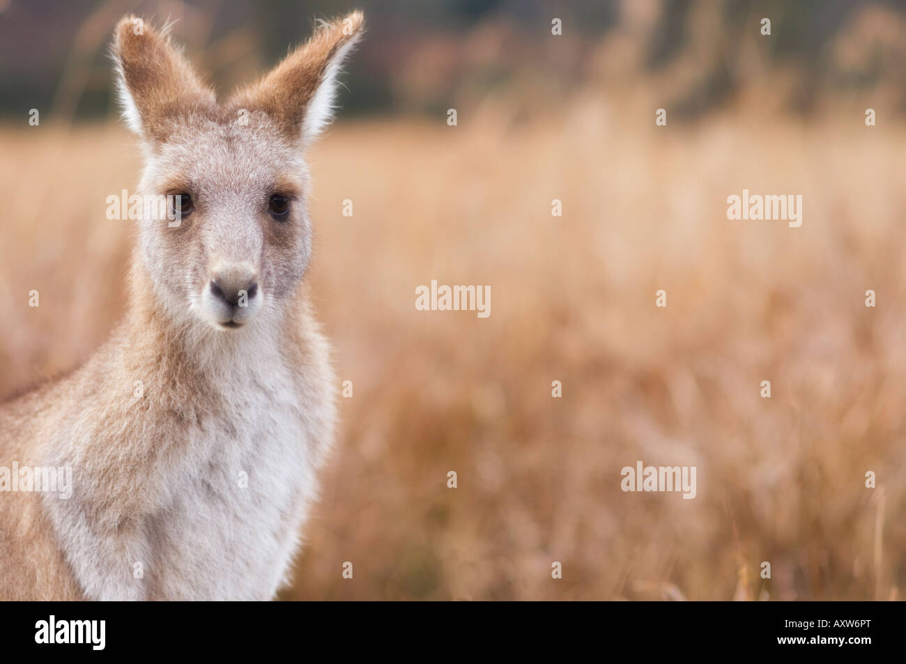 Kangourou gris de l'Est, le Parc National de Kosciuszko, New South Wales, Australie, Pacifique Banque D'Images