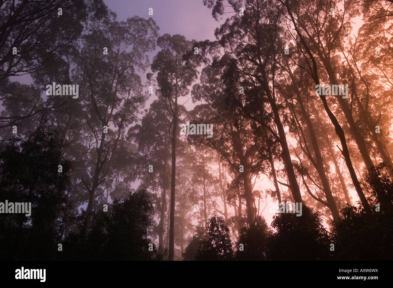 Forêt et Montagne ash matin brouillard, Mt. En Macédonie, Victoria, Australie, Pacifique Banque D'Images