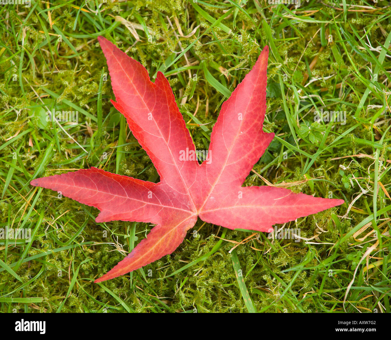 Ou Liquidambar Liquidambar styraciflua leaf allongé sur le sol dans l'eau noir Arboretum Nouvelle Forêt Hampshire UK Banque D'Images
