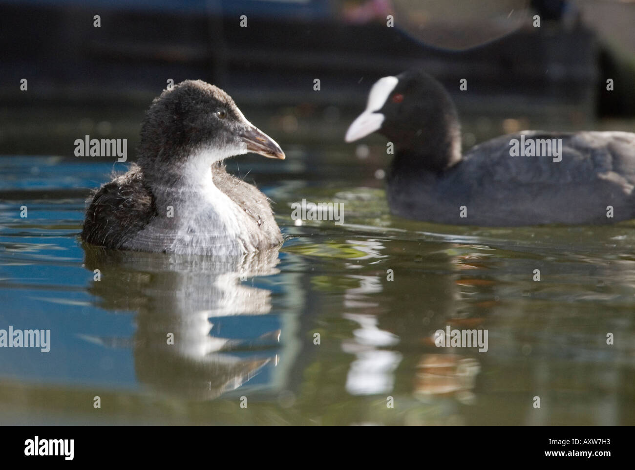 Coot Fulica atra jeunes et adultes Banque D'Images