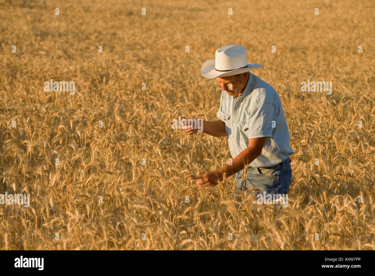 Champ de blé mûr de l'inspection d'agriculteurs. Banque D'Images