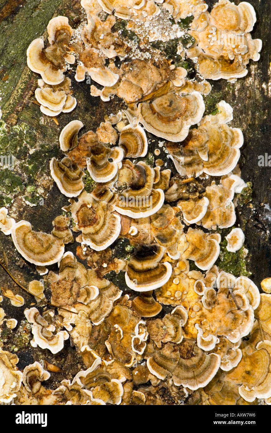 Arbre généalogique treemushroom Xylobiont miel champignons vivant dans le bois mort Banque D'Images