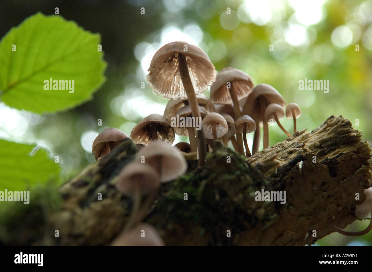 Champignons Champignons poussant sur log in forest, UK Banque D'Images