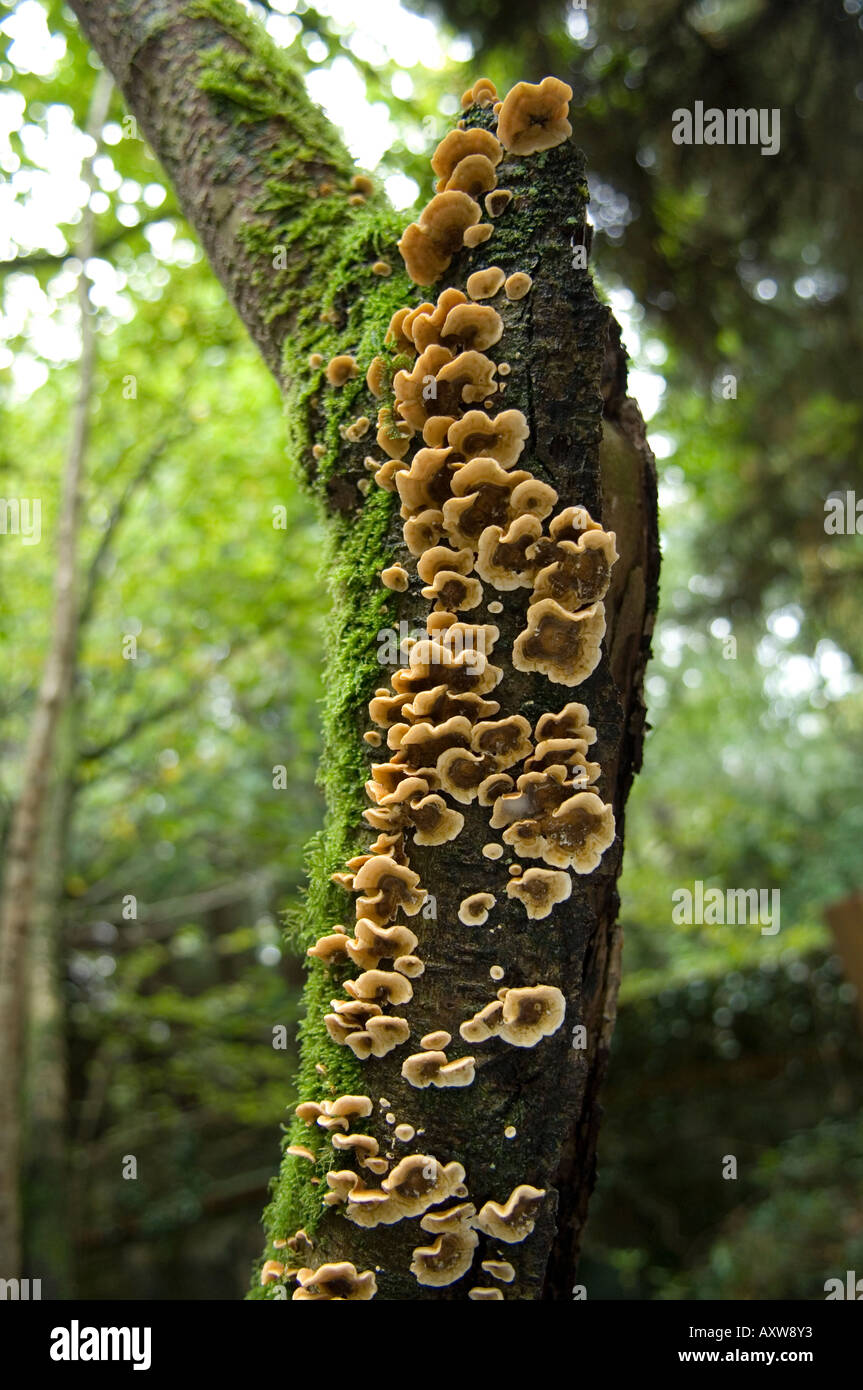 Rideau poilue croûte (Stereum hirsutum) Champignons poussant sur le tronc de l'arbre UK Banque D'Images