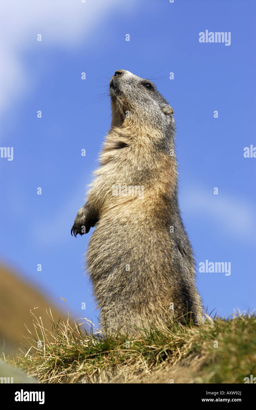 Marmotte des Alpes (Marmota marmota), marmot uright adultes seul se tenant dans le parc national de Hohe Tauern, l'Autriche, le Tyrol, NP Hohe T Banque D'Images