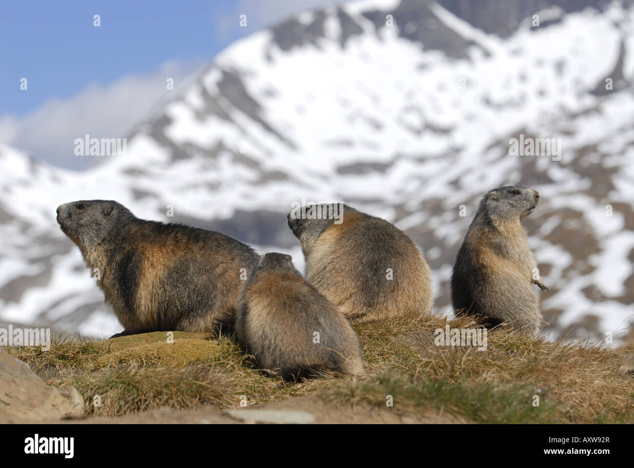 Marmotte des Alpes (Marmota marmota), marmotte family sitting par son terrier à Nationalpark Hohe Tauern, Tyrol, Autriche, NP Hohe Tauern Banque D'Images