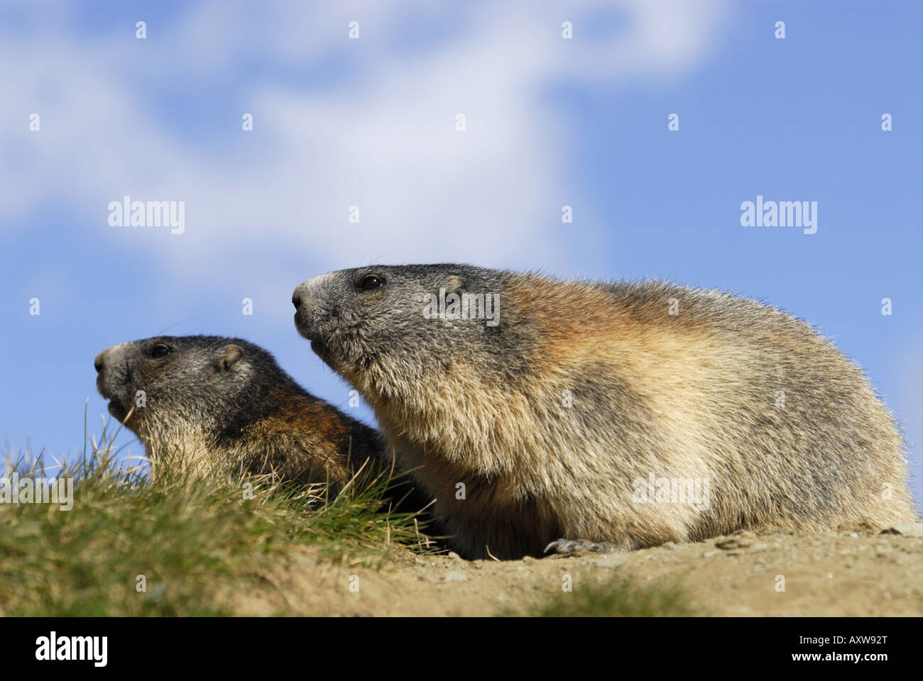 Marmotte des Alpes (Marmota marmota), deux marmottes adultes assis par son terrier à Nationalpark Hohe Tauern, Tyrol, Autriche, NP Hohe Ta Banque D'Images