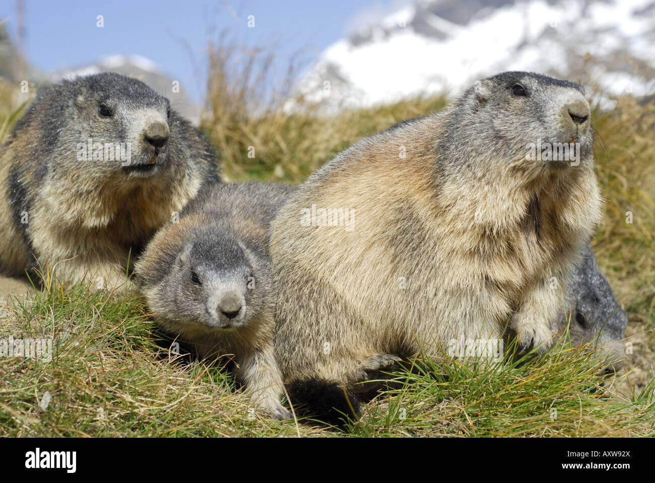 Marmotte des Alpes (Marmota marmota), marmotte family sitting par son terrier au Parc National Hohe Tauern, l'Autriche, le Tyrol, NP Hohe Taue Banque D'Images