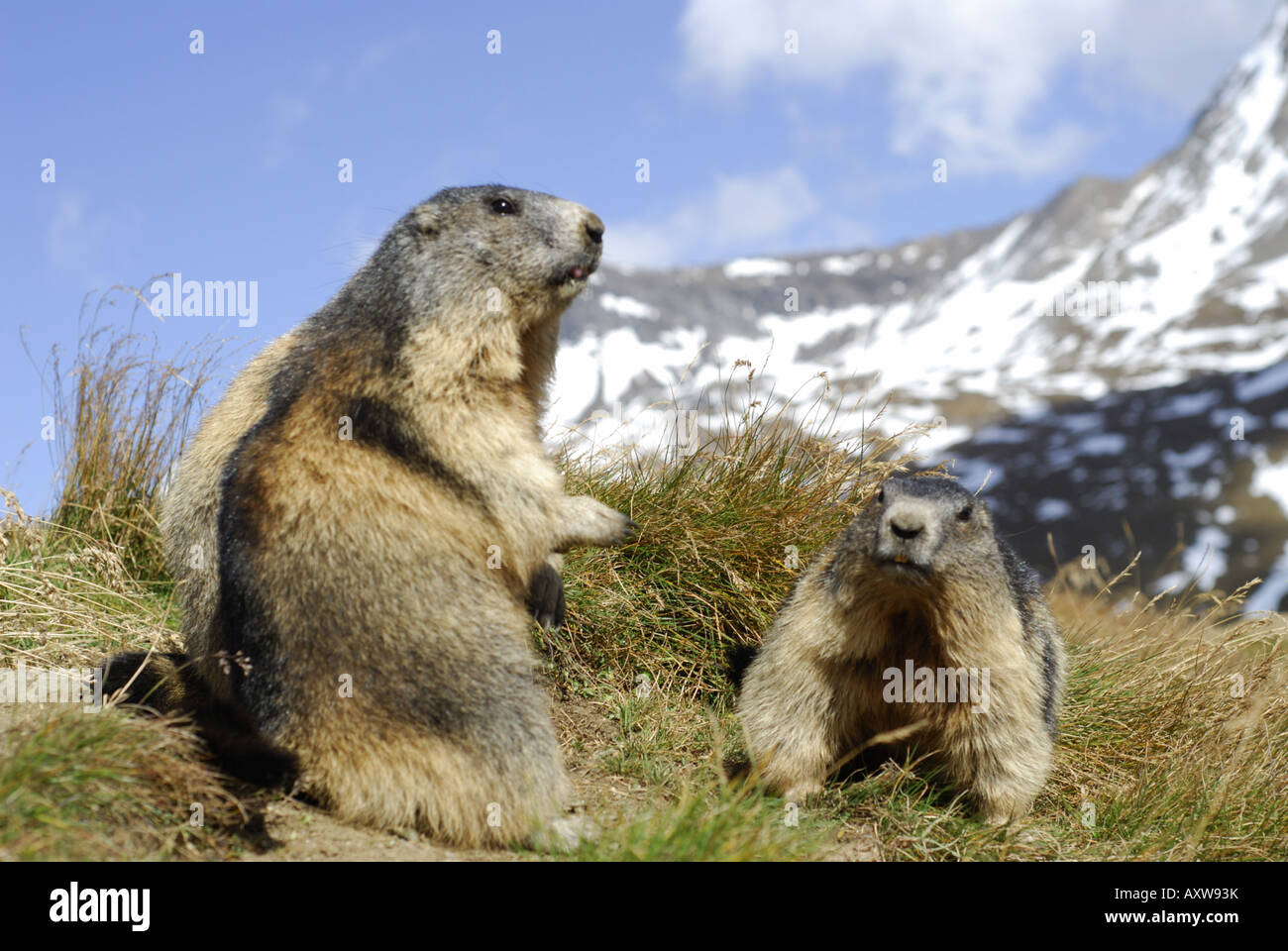 Marmotte des Alpes (Marmota marmota), deux personnes de s'asseoir près de son terrier au Parc National Hohe Tauern, l'Autriche, le Tyrol, NP Hohe Ta Banque D'Images