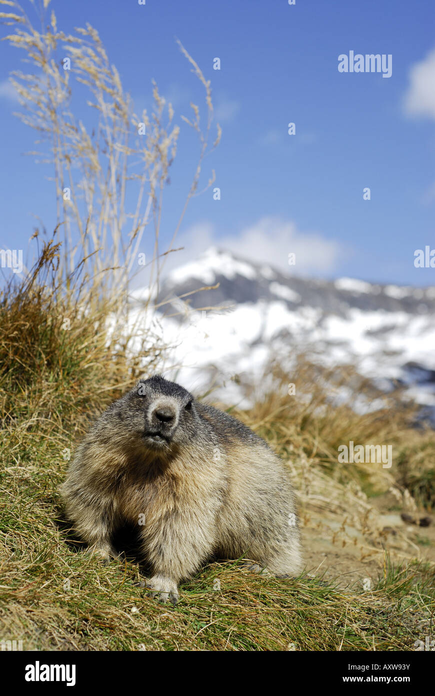 Marmotte des Alpes (Marmota marmota), Portrait de la marmotte de l'adultes assis à son terrier au Parc National Hohe Tauern, l'Autriche, le Tyrol, NP H Banque D'Images