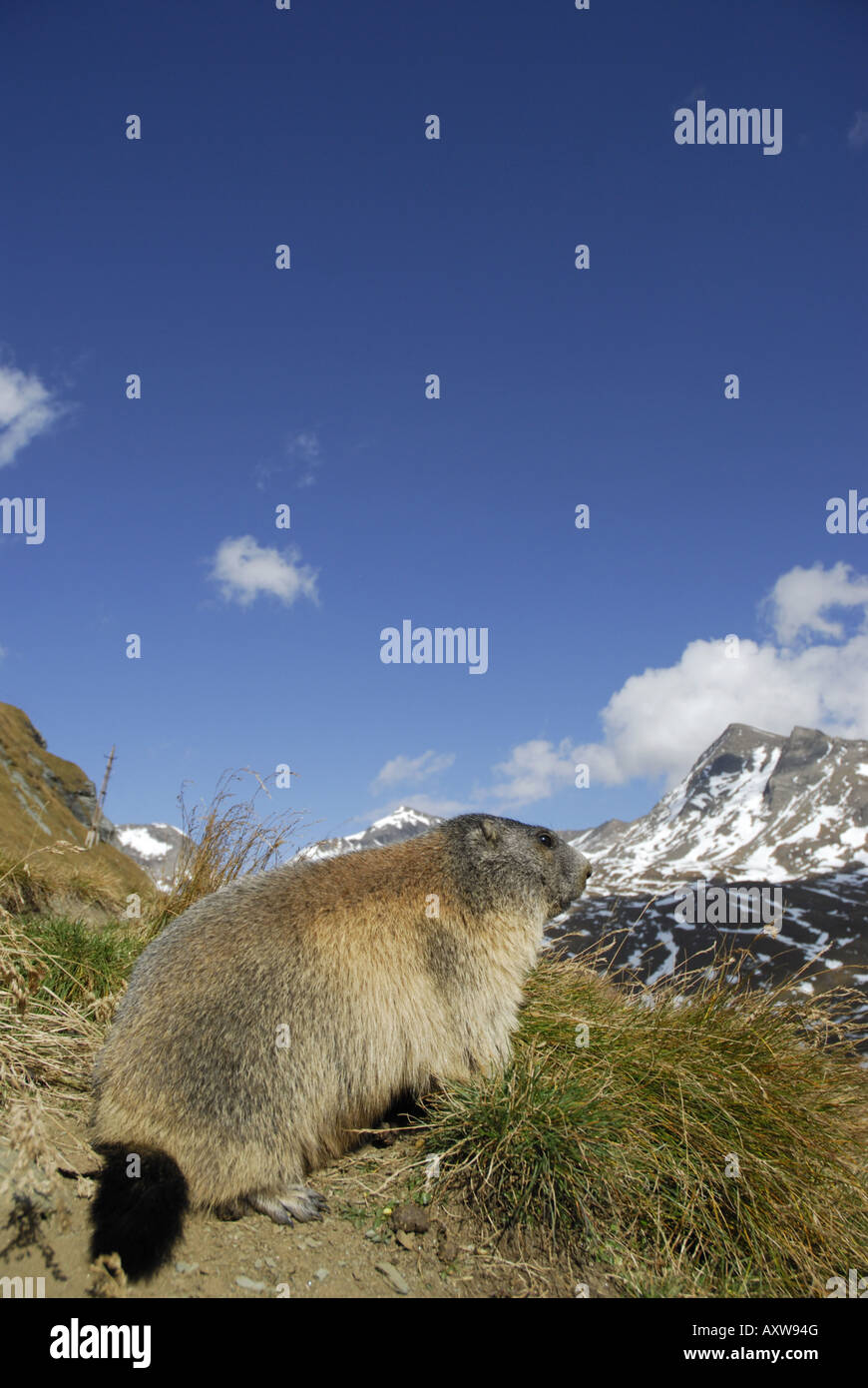 Marmotte des Alpes (Marmota marmota), Portrait de la marmotte de l'adultes assis à son terrier au Parc National Hohe Tauern, l'Autriche, le Tyrol, NP H Banque D'Images
