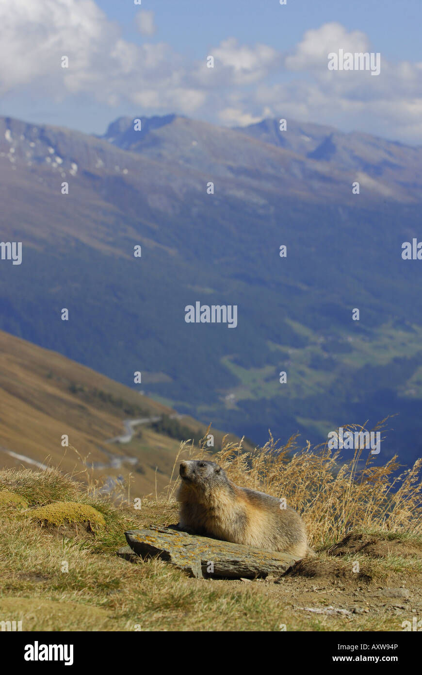 Marmotte des Alpes (Marmota marmota), marmotte adultes assis à son terrier au Parc National Hohe Tauern, l'Autriche, le Tyrol, NP Hohe Tauern Banque D'Images