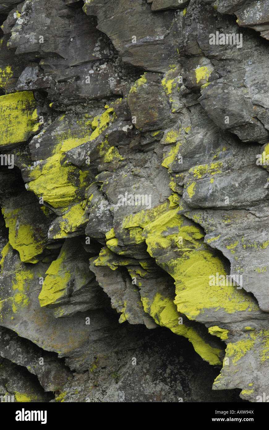 Lichen jaune sur un rocher dans le parc national Hohe Tauern, l'Autriche, le Tyrol, Hollersbachtal Banque D'Images