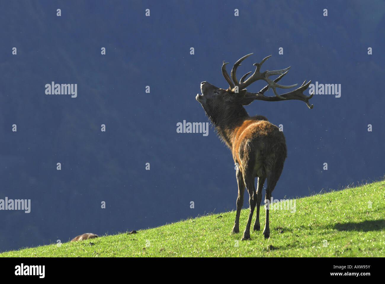 Red Deer (Cervus elaphus), red deer sur mountain meadow rugissant, l'Allemagne, le Tyrol, Kitzbuehl Banque D'Images