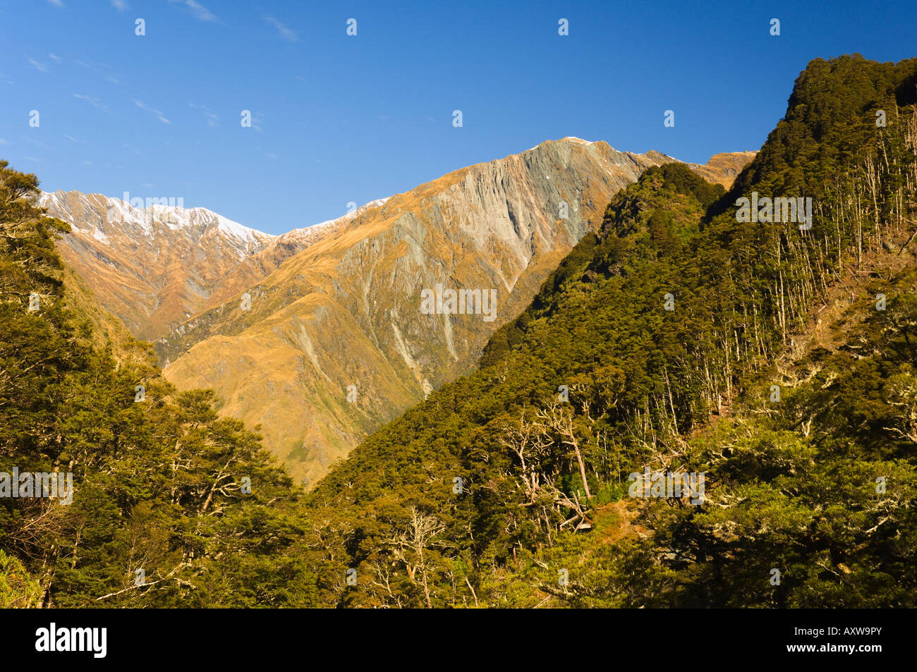 Rob Roy Valley, Mount Aspiring National Park, Central Otago, île du Sud, Nouvelle-Zélande, Pacifique Banque D'Images