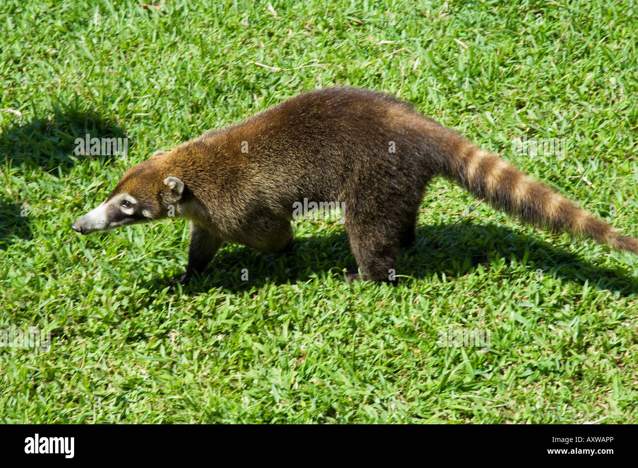 Coati Mundi, le volcan Arenal Observatory Lodge, le volcan Arenal, Costa Rica Banque D'Images