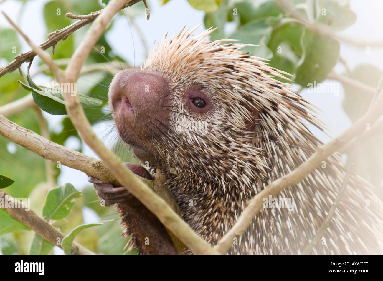 Coendou prehensilis porcupine (brésilien). Photo prise dans le Cerrado brésilien. Banque D'Images