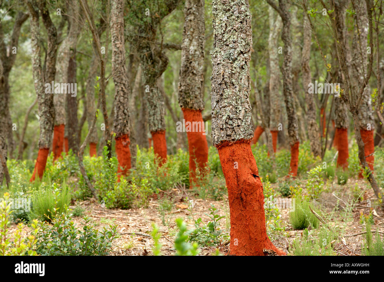 Le chêne-liège, fraîchement dépouillé Catalunya (Catalogne), en Espagne, en Europe Banque D'Images