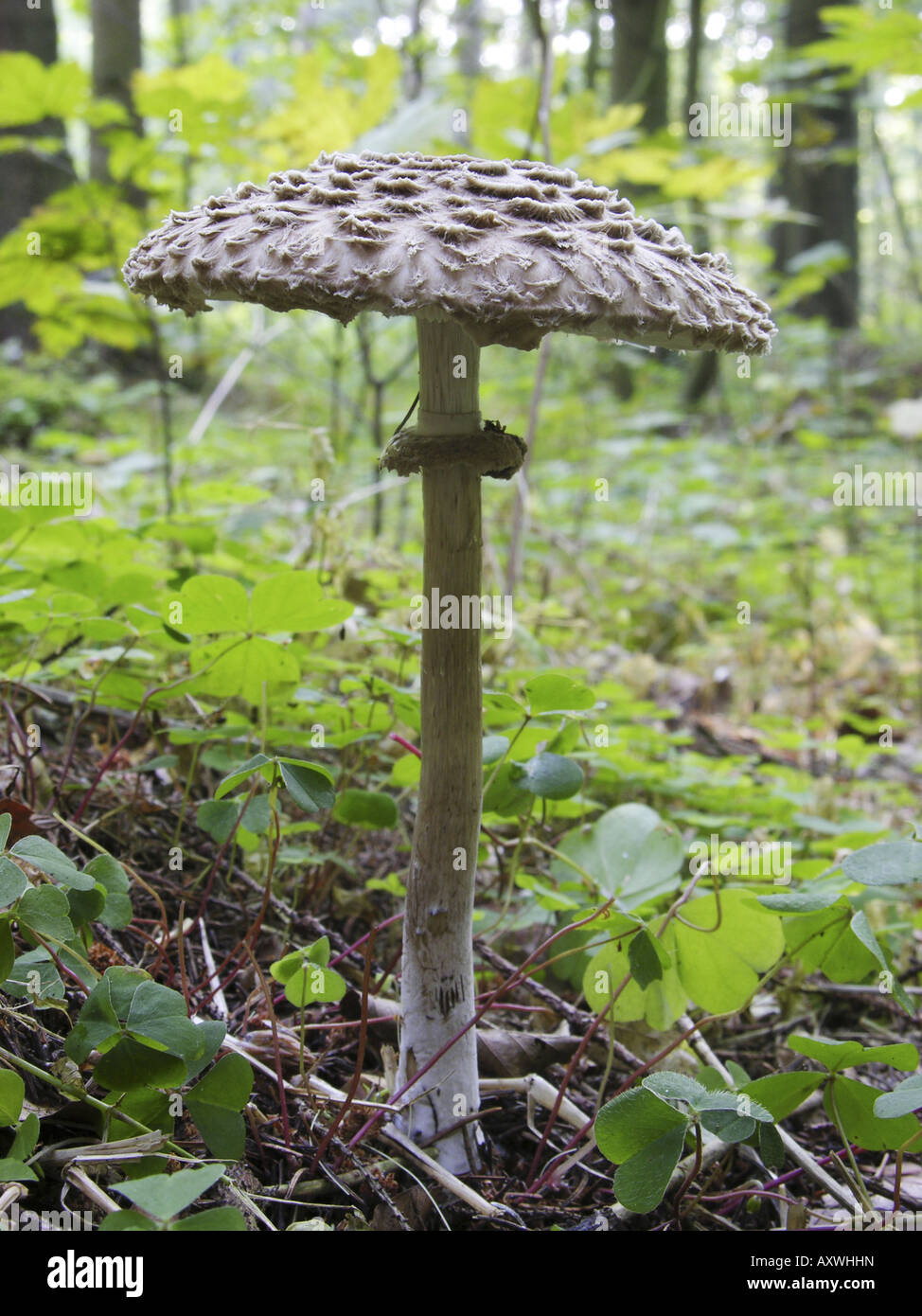 Shaggy parasol (rachodes rachodes Macrolepiota Cardinal rouge / Northern Cardinal, Cardinal rouge / Northern Cardinal, racodes racodes, Macrolepiota), au sol des forêts Banque D'Images