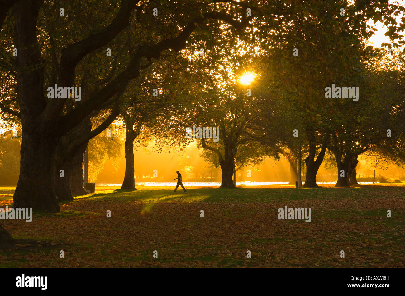 Homme marchant sous les arbres, Hagley Park, Christchurch, Canterbury, île du Sud, Nouvelle-Zélande, Pacifique Banque D'Images