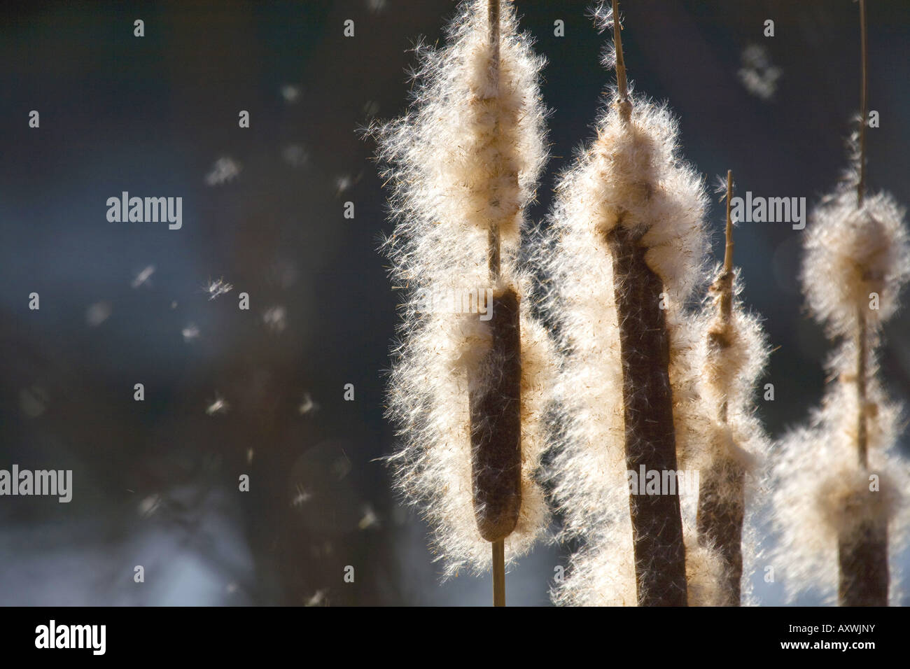Moindre jonc, narrowleaf cattail, quenouilles à feuilles étroites (Typha angustifolia), avec l'Allemagne, les graines infrutescences, Baden-Wuer Banque D'Images