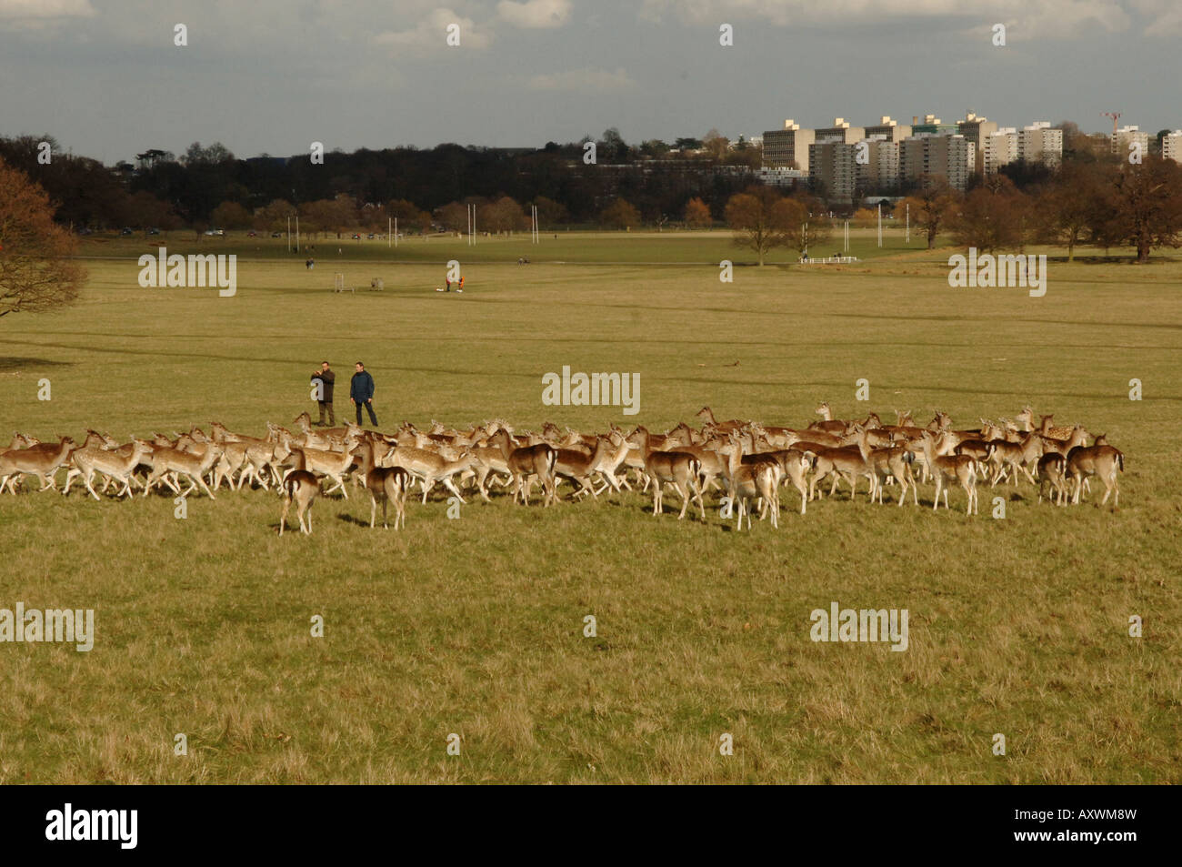 Red Deer Cervus elaphus à Richmond Park Londres Angleterre Banque D'Images