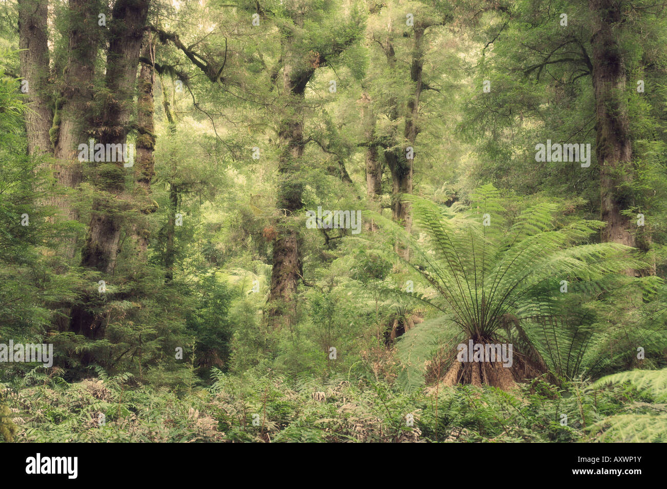 Les fougères arborescentes et Myrtle hêtres dans la forêt tropicale, Parc National de Yarra, Victoria, Australie, Pacifique Banque D'Images