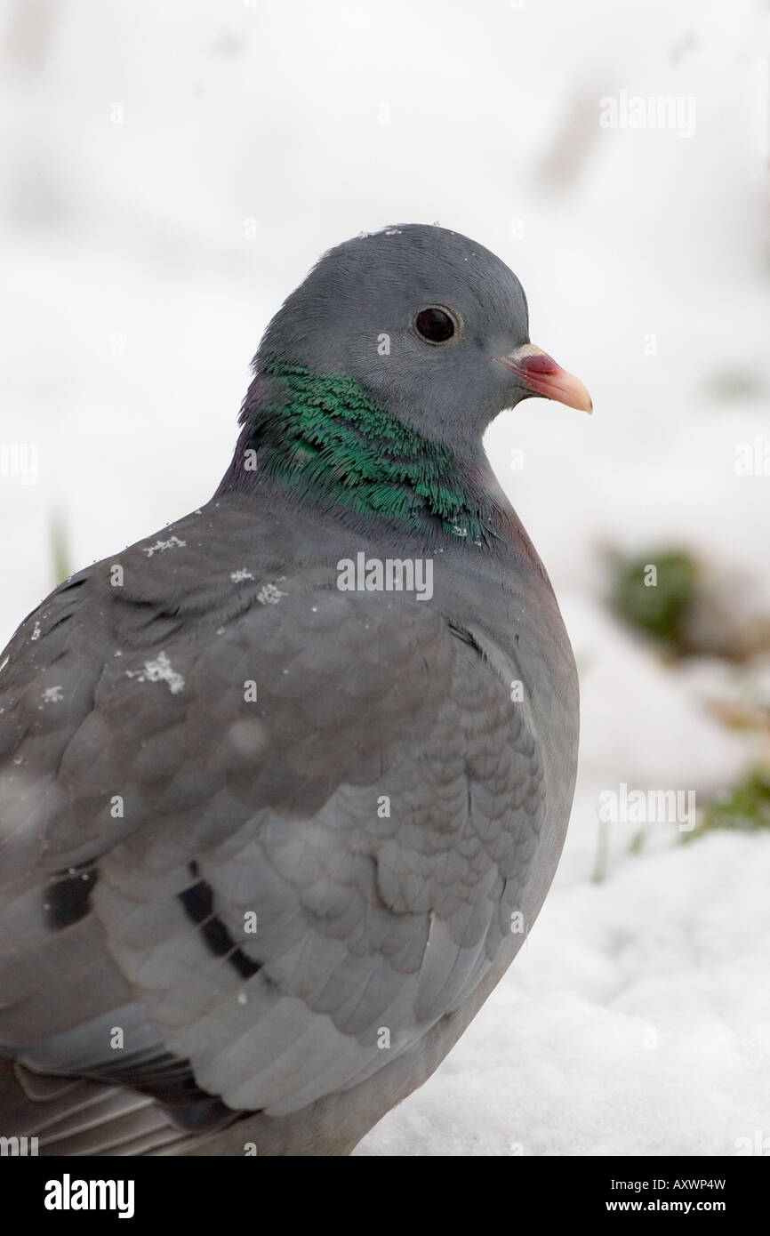 Pigeon colombin Columba oenas Banque D'Images