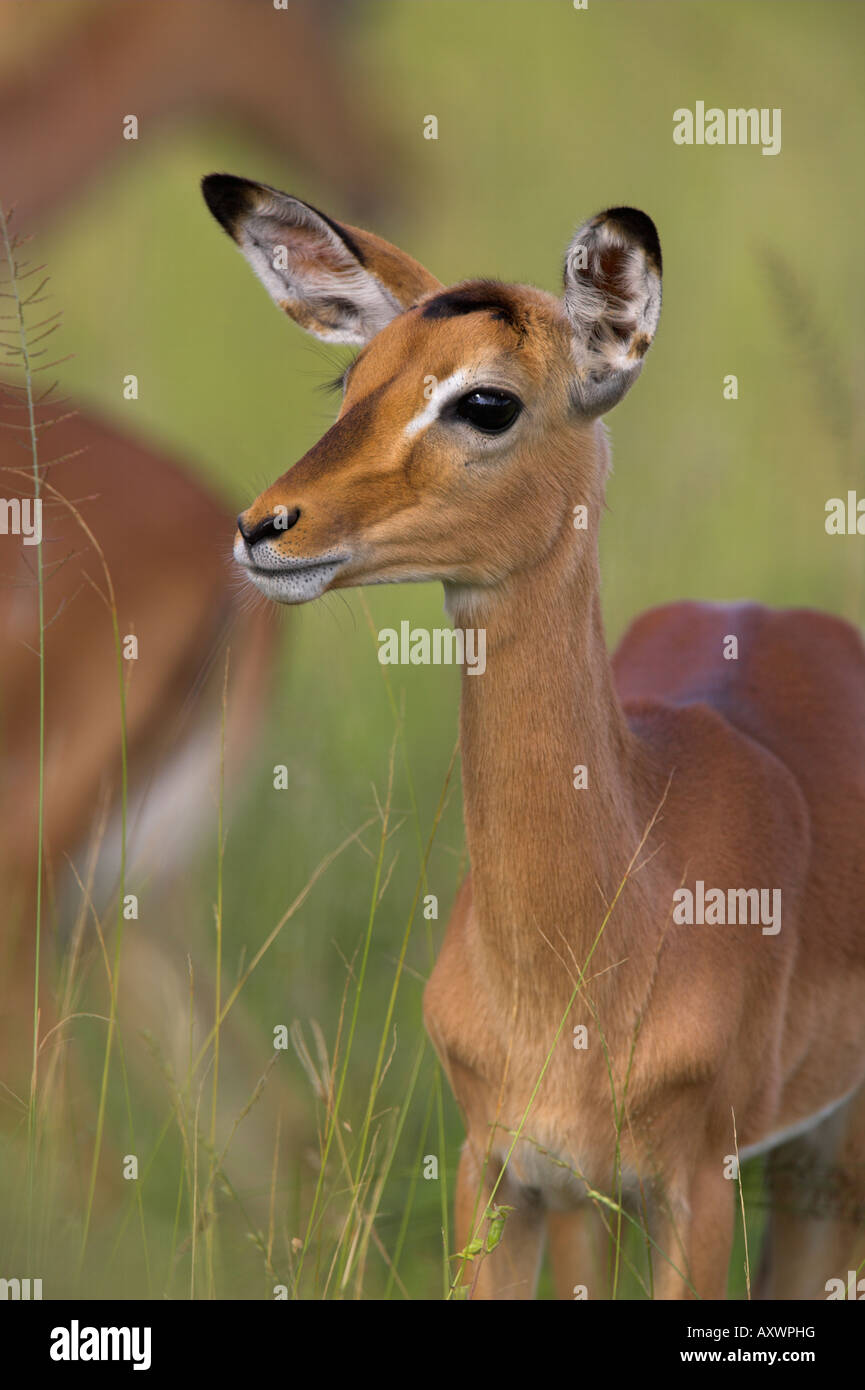 Impala (Aepyceros melampus), les subadultes, Kruger National Park, Afrique du Sud, l'Afrique Banque D'Images