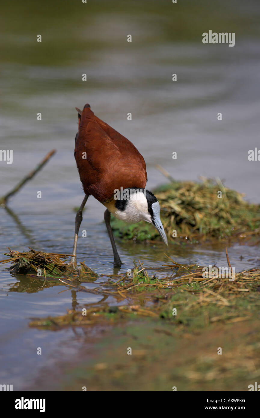 Jacana à poitrine dorée Actophilornis africanus (Afrique), Kruger National Park, Afrique du Sud, l'Afrique Banque D'Images