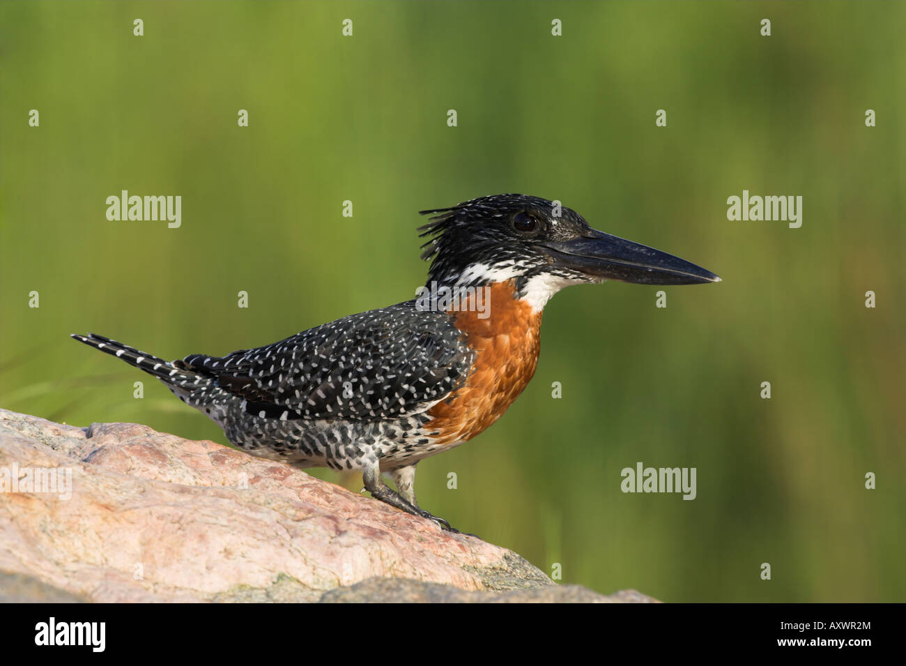 Martin-pêcheur géant (Megaceryle maximus), perché sur un rocher dans le parc national Kruger, Mpumalanga, Afrique du Sud, l'Afrique Banque D'Images
