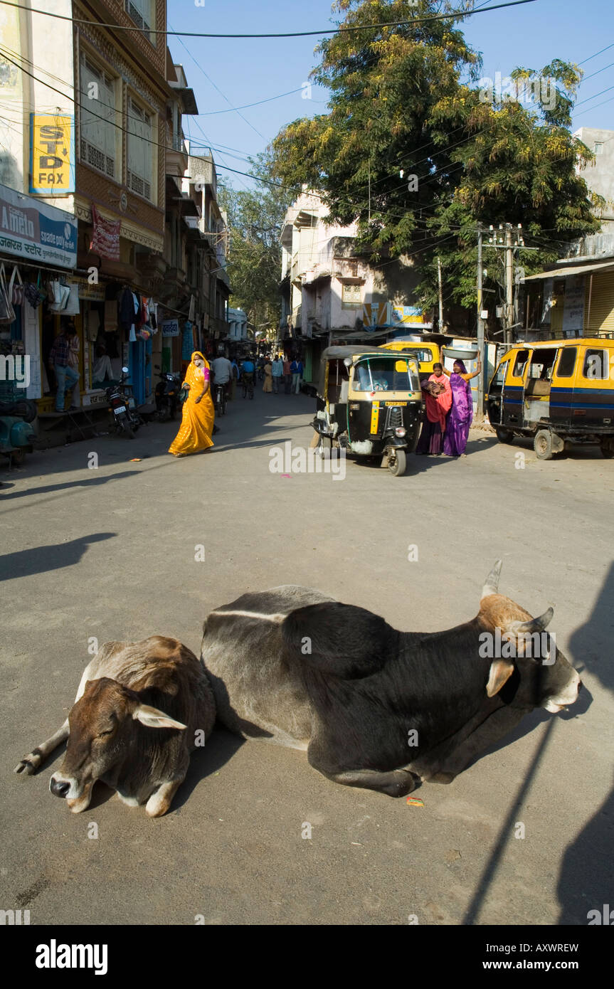 Des vaches sacrées dans les rues de Dungarpur, Rajasthan, Inde Banque D'Images