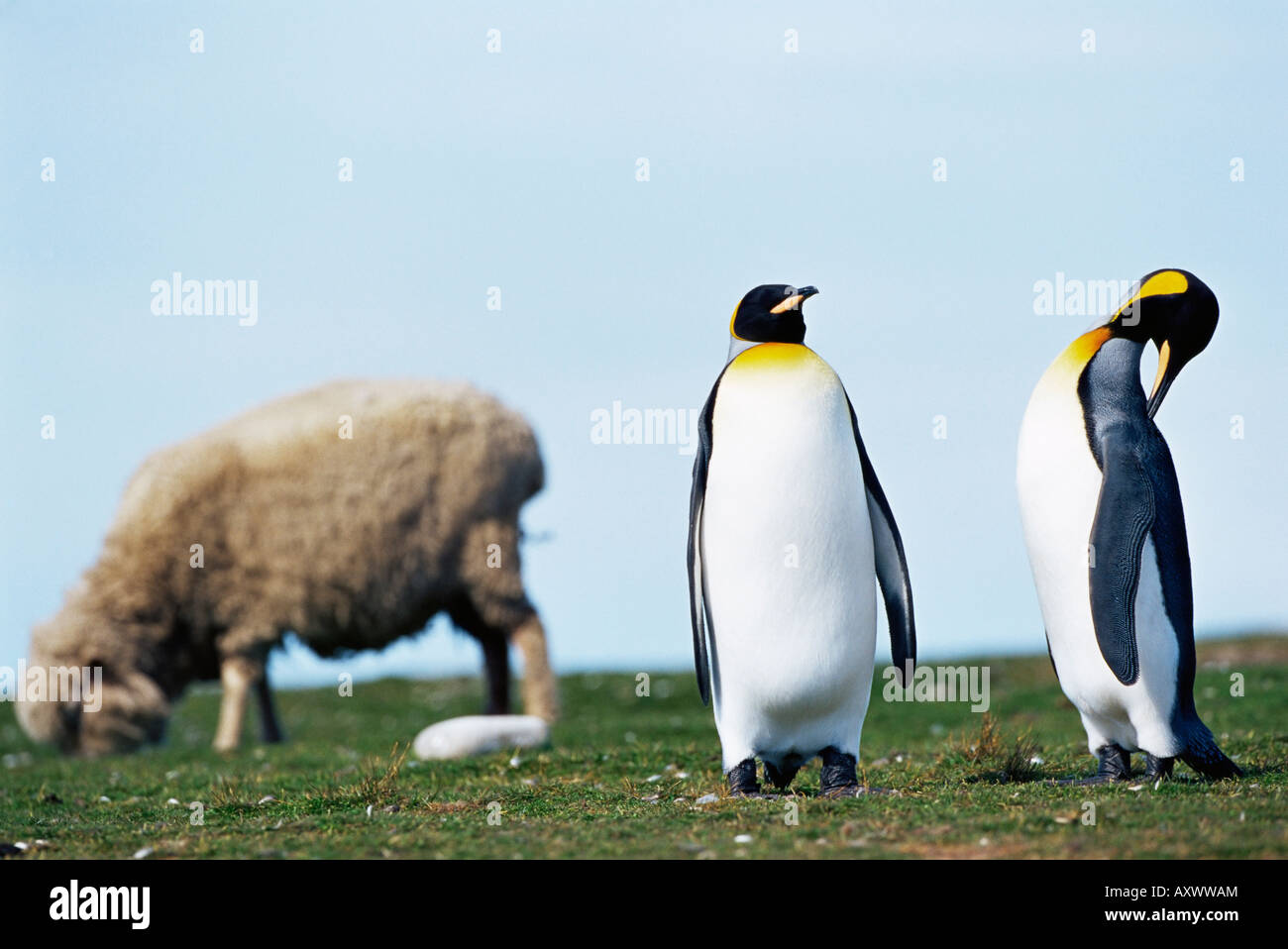 Le manchot royal (Aptenodytes patagonicus) le partage de leur territoire avec un mouton, un bénévole Point, East Falkland, Îles Falkland Banque D'Images
