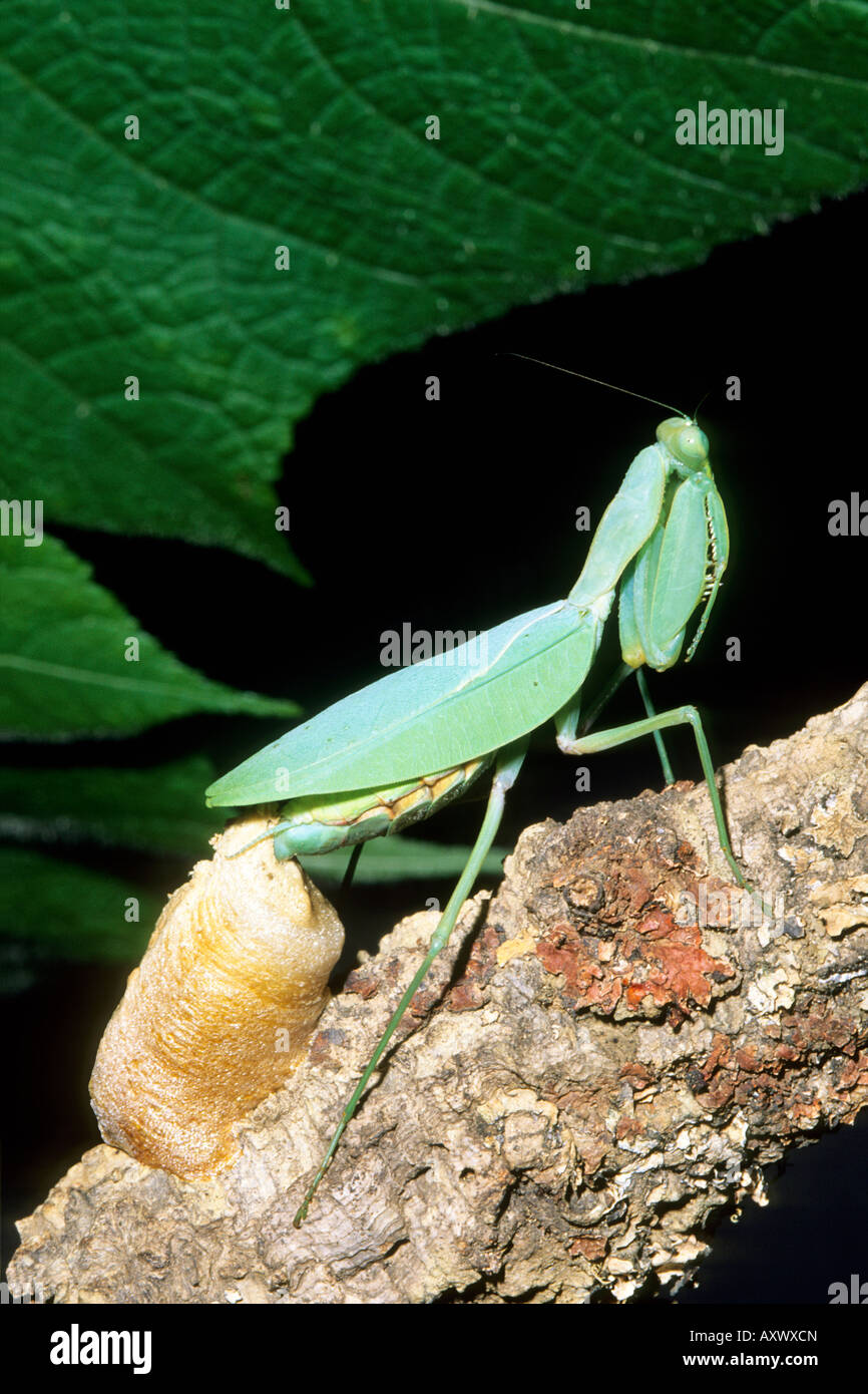 Mante religieuse africaine Sphodromantis (balachowskyi). Femme portant son oeuf (ootheca) Banque D'Images