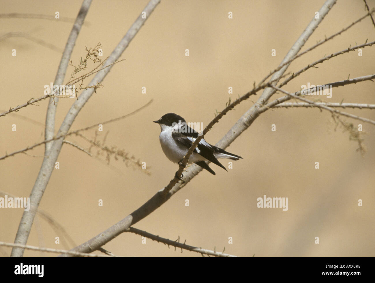 Moucherolle à collier Ficedula semitorquata semi Jordanie Banque D'Images