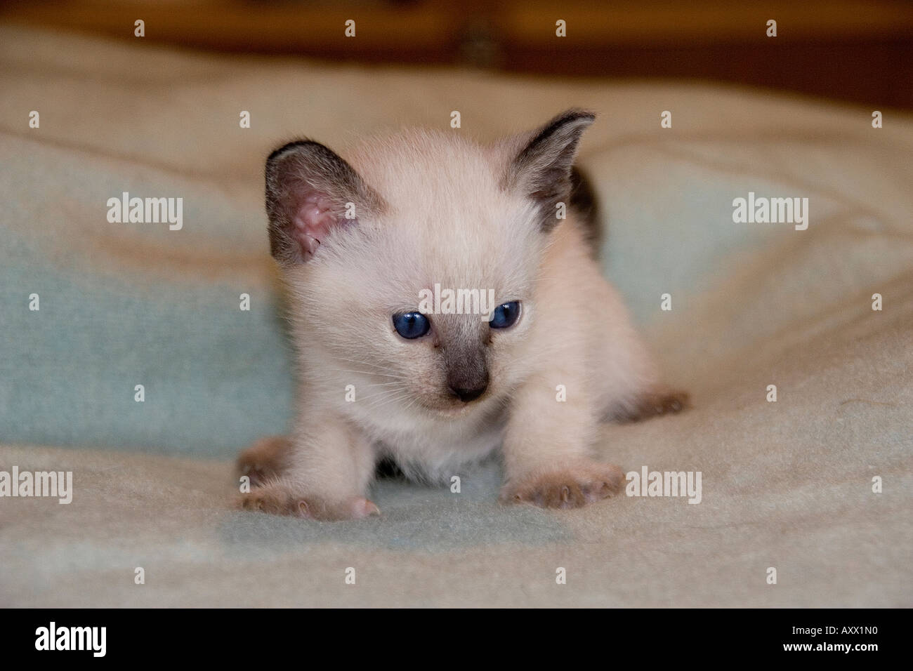 4 Semaine Chaton Siamois Photo Stock Alamy