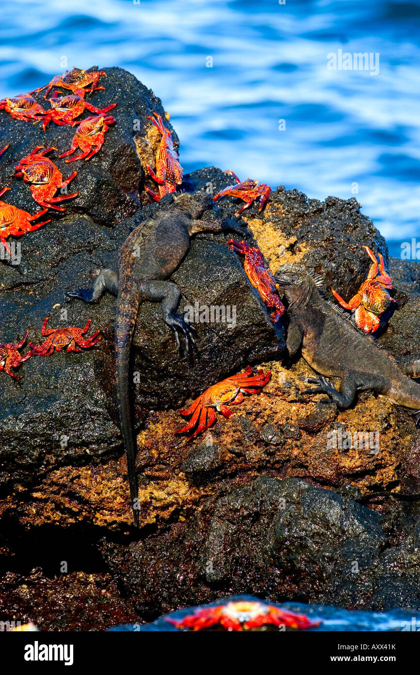 Iguane marin des Galapagos s avec Sally Light pied Crabes Banque D'Images