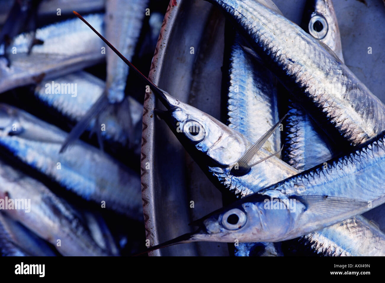 Marché aux poissons, Stone Town, île de Zanzibar, Tanzanie, Afrique orientale, Afrique du Sud Banque D'Images