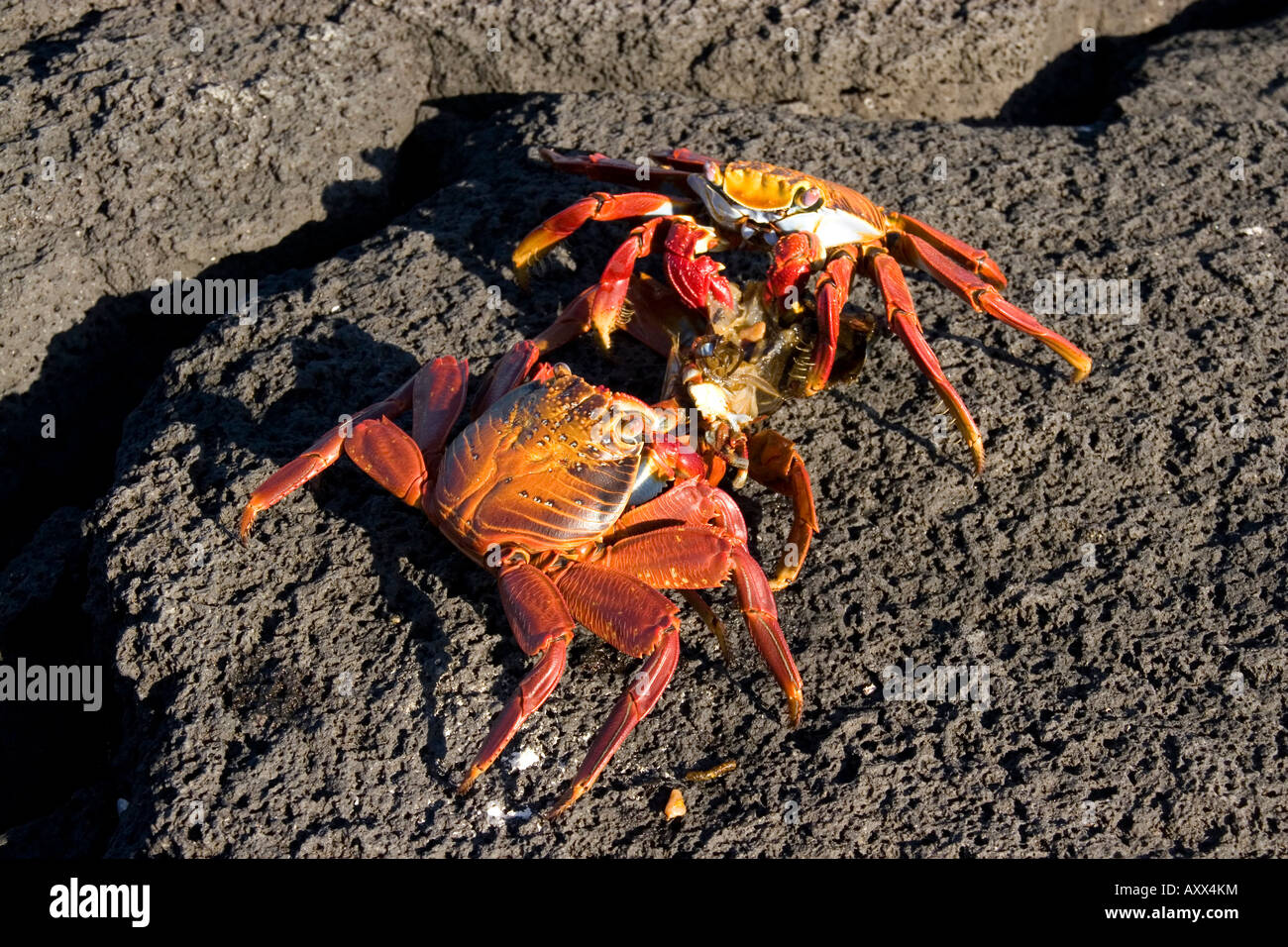 Deux crabes sally light Pied se nourrissent d'un crabe tiers Banque D'Images