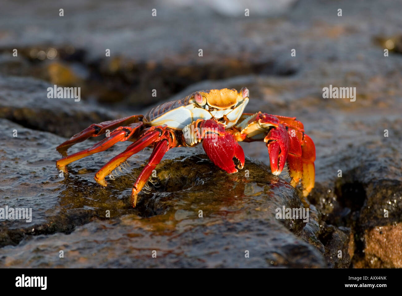 Sally Lightfoot crab se nourrissent d'algues Banque D'Images