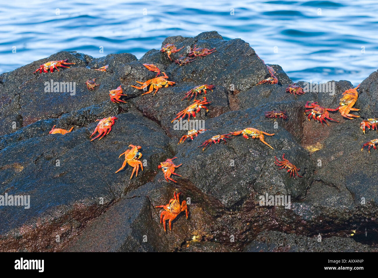 Sally Lightfoot crabes rock les crabes plus sombres sont les plus jeunes Banque D'Images