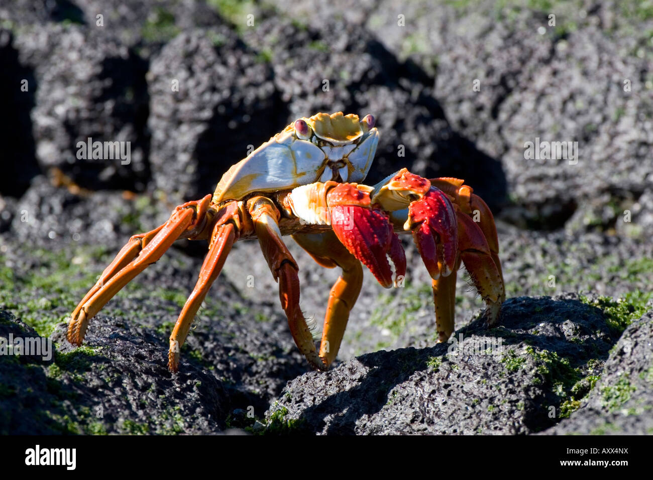 La lumière des crabes Sally pied ressemble pour les algues sur les roches Banque D'Images